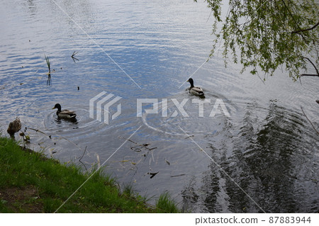 Group of mallard ducks swimming in the lake with two males and one female duck 87883944