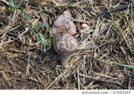 Close-up of a large snail, with a snail shell, crawling. Snail is walking on the ground with dry grass 87883945