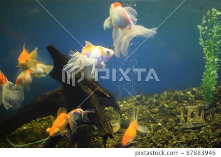 Goldfish with fine beautiful scale, fins, and tail 87883946