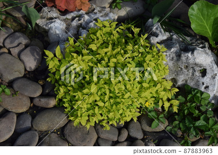 Close up Green leaf of aureum in the garden 87883963