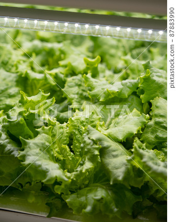 蔬菜工廠生菜種植 蔬菜工廠生菜種植 87883990