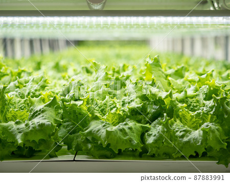 蔬菜工廠生菜種植 蔬菜工廠生菜種植 87883991
