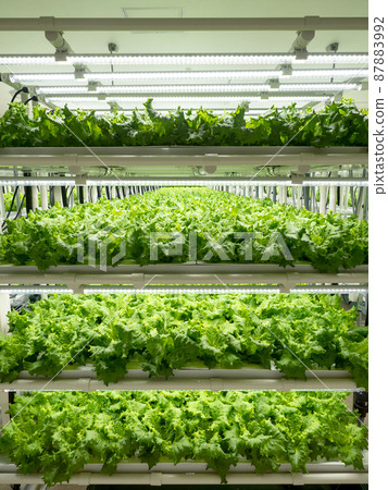 Vegetable factory Lettuce cultivation Vegetable factory Lettuce cultivation 87883992