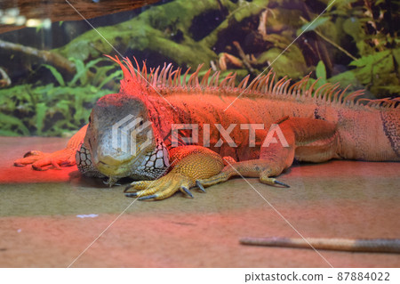 Wildlife nature, big lizard. Portrait of orange iguana 87884022