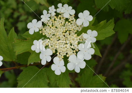 Flowering viburnum. Blossoming spring viburnum. Flowering viburnum. Blossoming spring viburnum. 87884034