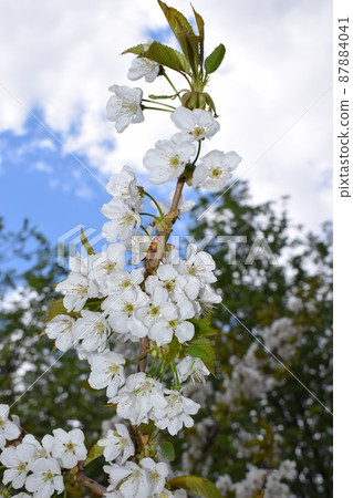 Spring Cherry blossoms 87884041