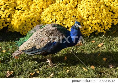 Peacock in front of a garden blooming yellow chrysanthemums 87884042