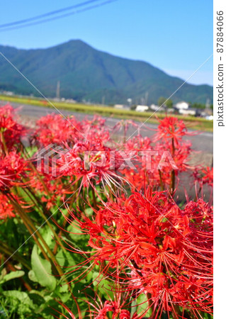 岩室群孤挺花(新潟縣) 岩室群孤挺花(新潟縣) 87884066