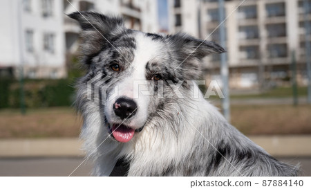 Portrait of a spotted border collie on a walk along the embankment.  87884140