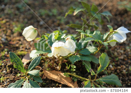 聖誕玫瑰鮮花 87884184