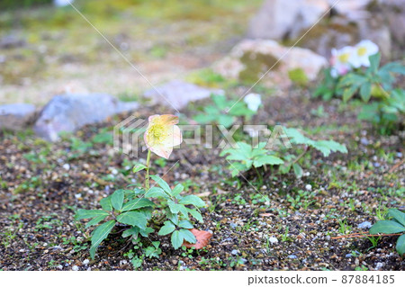 Christmas rose flowers 87884185