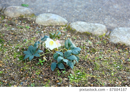 Christmas rose flowers Christmas rose flowers 87884187