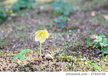 Christmas rose flowers 87884188