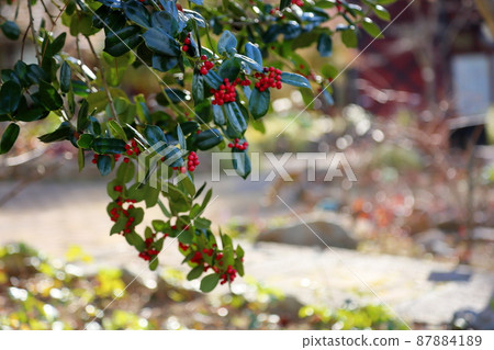 Shinigiri fruit 87884189