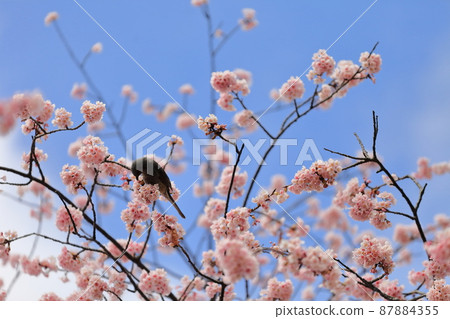 Dahan Sakura (Kasai, Edogawa-ku) 87884355