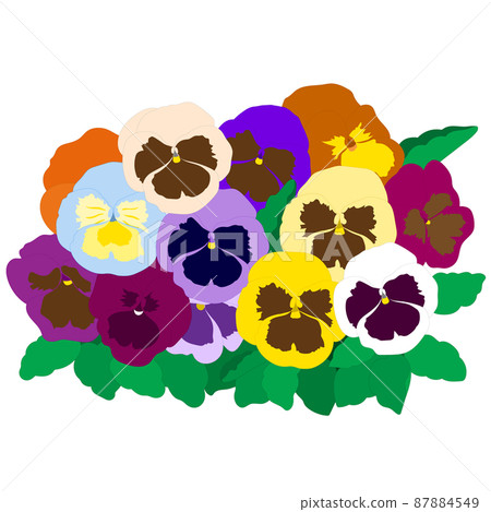 Pansy flower field multicolor diversity 87884549