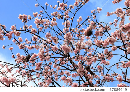 Dahan Sakura (Kasai, Edogawa-ku) 87884649