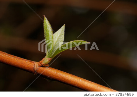 small young leaf on a branch small young leaf on a branch 87884699