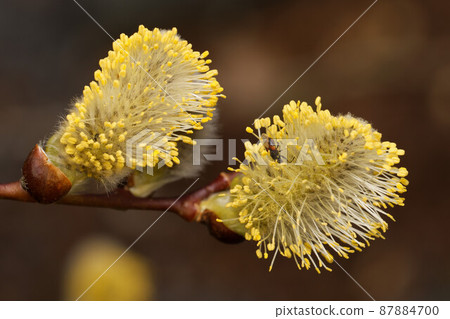 close up of yellow flowers of the goat willow close up of yellow flowers of the goat willow 87884700