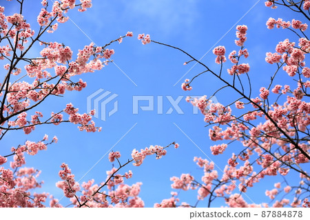 Dahan Sakura (Kasai, Edogawa-ku) Dahan Sakura (Kasai, Edogawa-ku) 87884878