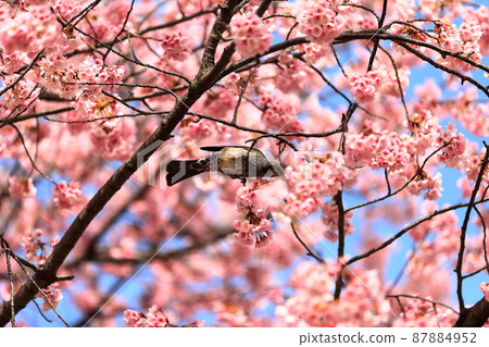 大韓櫻花(江戶川區葛西) 大韓櫻花(江戶川區葛西) 87884952