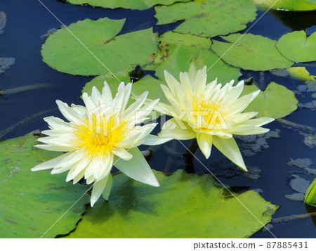 Lotus 87885431