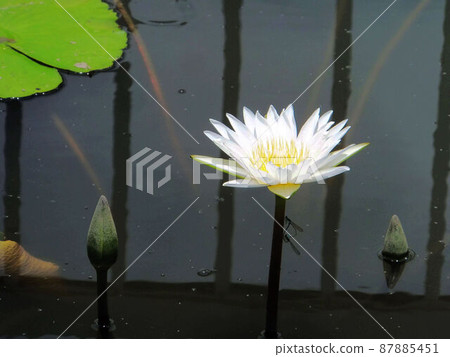 Lotus 87885451