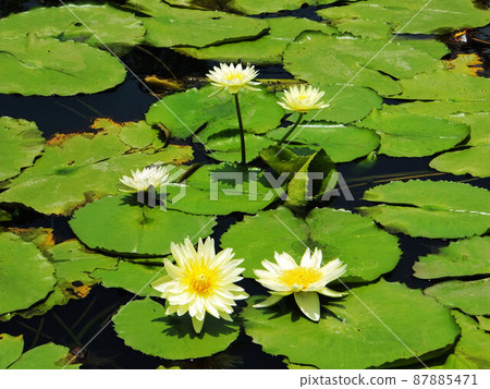 蓮荷 蓮荷 87885471