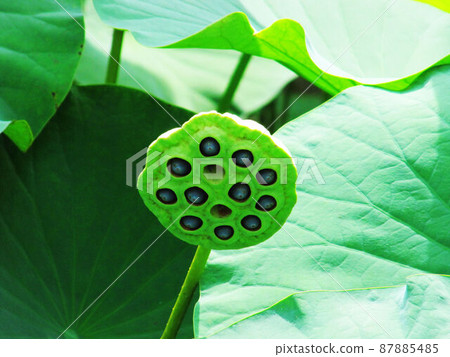 Lotus Lotus 87885485