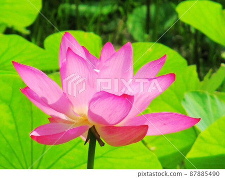 Lotus Lotus 87885490