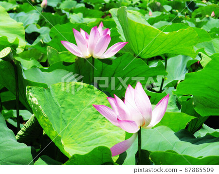 蓮荷 蓮荷 87885509