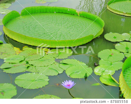 Lotus Lotus 87885558