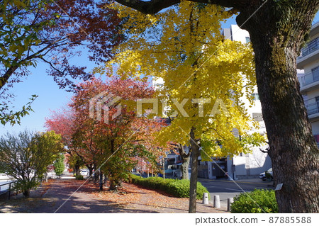Autumn scenery of Hiroshima Tenma Riverside Park Autumn scenery of Hiroshima Tenma Riverside Park 87885588