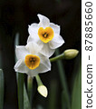 Brightly blooming two-wheeled daffodils 87885660