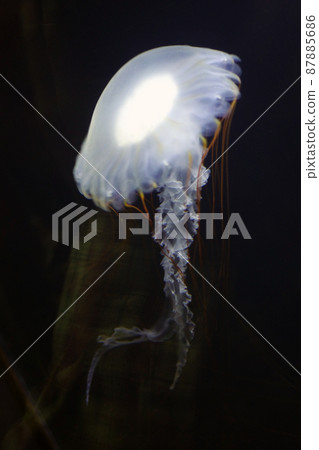 A dream space where jellyfish and a mysterious world spread. A mysterious creature jellyfish that shows only existence, but has no shape. 87885686