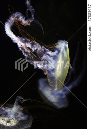 A dream space where jellyfish and a mysterious world spread. A mysterious creature jellyfish that shows only existence, but has no shape. A dream space where jellyfish and a mysterious world spread. A mysterious creature jellyfish that shows only existence, but has no shape. 87885687