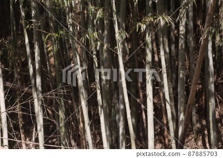 Bamboo fish in winter Bamboo fish in winter 87885703