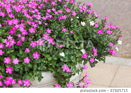 Gardening using Sapindaceae 87885715