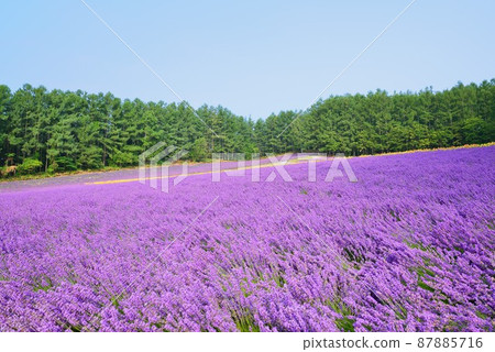 Lavender field of Furano, Hokkaido 87885716