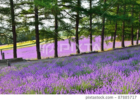 Lavender field of Furano, Hokkaido 87885717