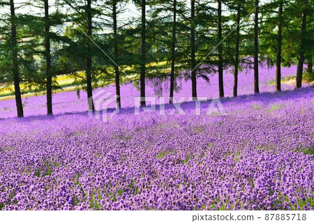 Lavender field of Furano, Hokkaido Lavender field of Furano, Hokkaido 87885718