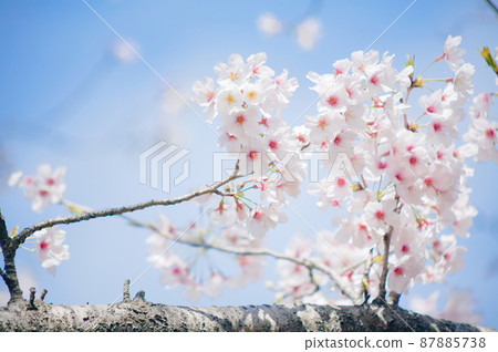 樹枝上盛開的櫻花 87885738
