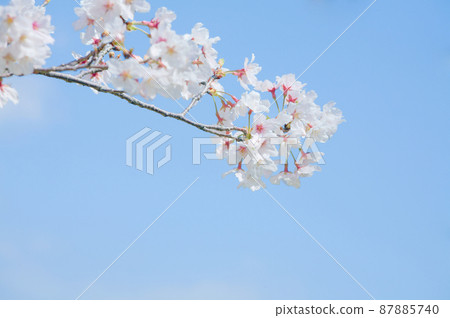 關閉櫻花反對藍天 87885740