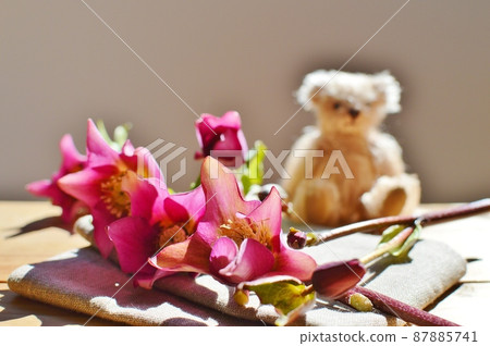 Wine-colored Christmas rose flowers and teddy bears 87885741