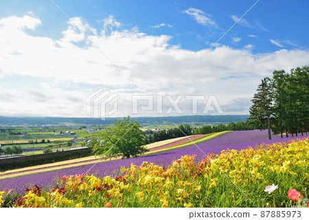 Lavender field in Furano, Hokkaido in summer 87885973