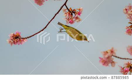 Sakura and Japanese white-eye Sakujiro 87885985