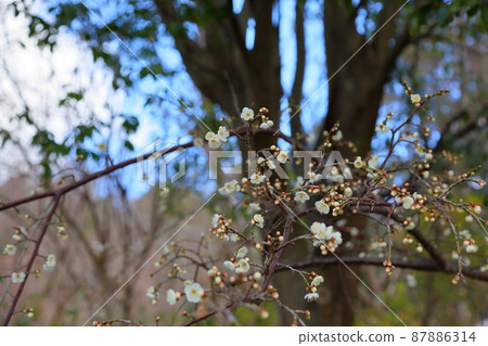 Plum blossoms 87886314
