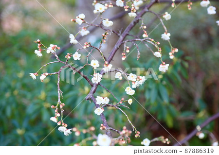 Plum blossoms 87886319