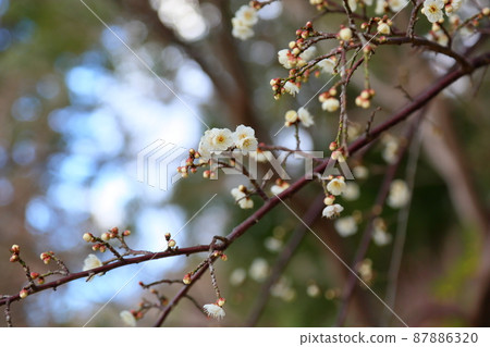 Plum blossoms 87886320