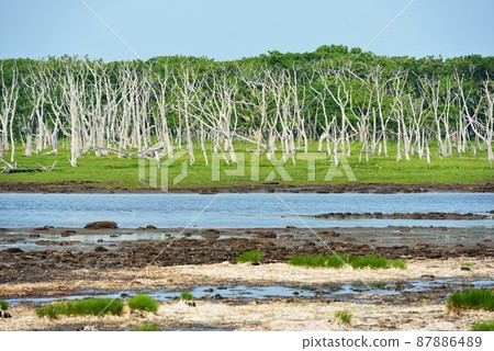 北海道野付半島的奈良原 北海道野付半島的奈良原 87886489
